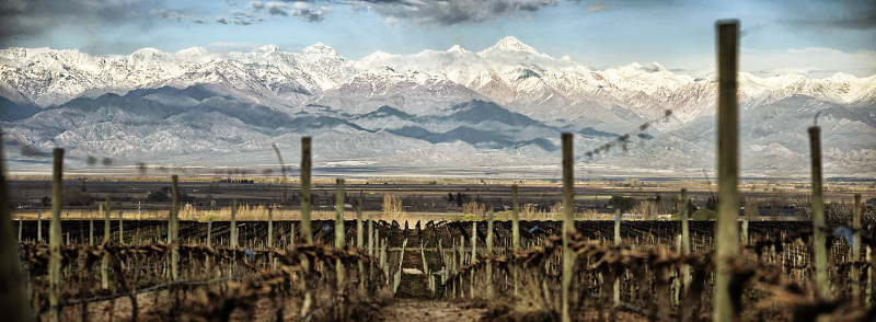 Antigal's Las Lomas VIneyards, Uco Valley, Mendoza, Argentina